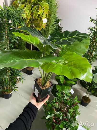 Декоративные растения для дома