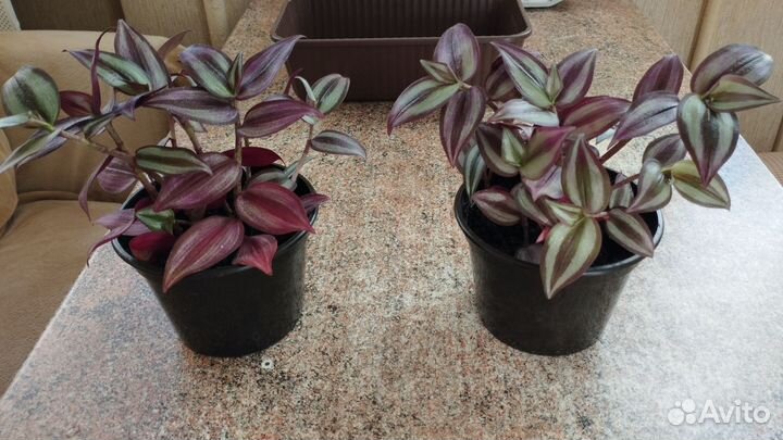 Комнатные цветы