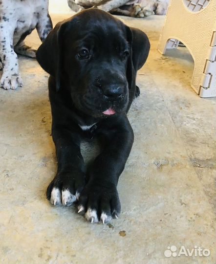 Немецкий дог