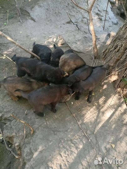 Собаки бесплатно в добрые руки щенки