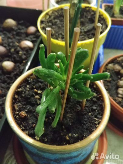 Крассула толстянка(хоббит)