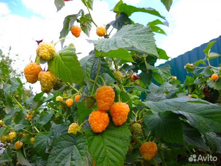 Саженцы Малина Жёлтая