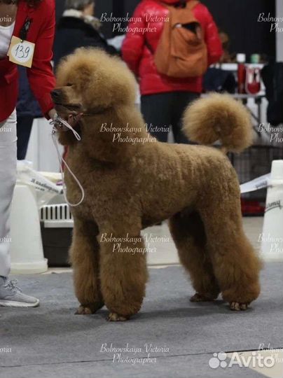 Королевский пудель