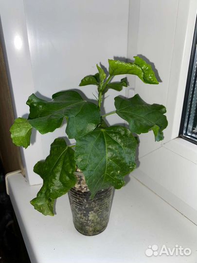 Гибискус Voodoo Magic