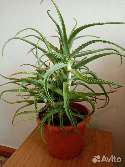 Алоэ столетник лечебный