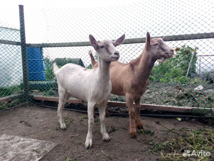 Продам козу и козла