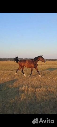 Орловская кобыла