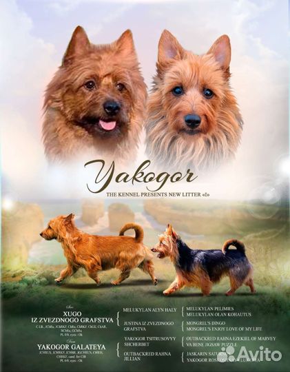 Австралийский терьер, щенки из питомника Якогор