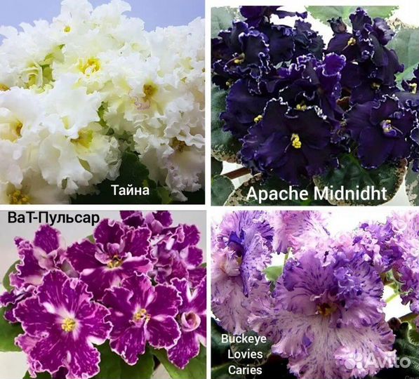 Фиалки детки