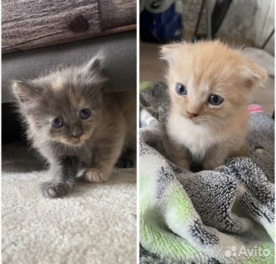 Котята в добрые руки