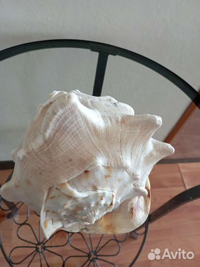 Большая морская раковина