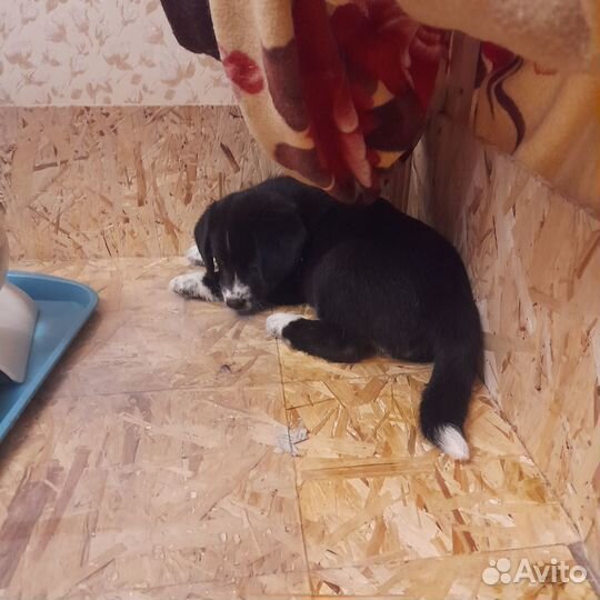 Собаки щенки бигль/самоед