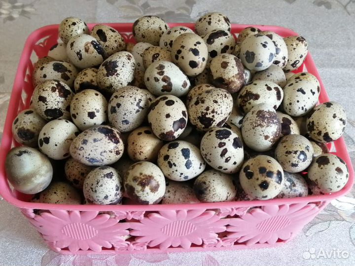Инкубационное яйцо перепелиное