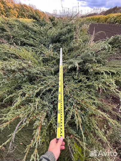 Можжевельник крупномер из питомника с посадкой