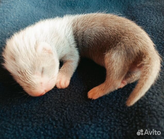 Малыши экзоты на бронь