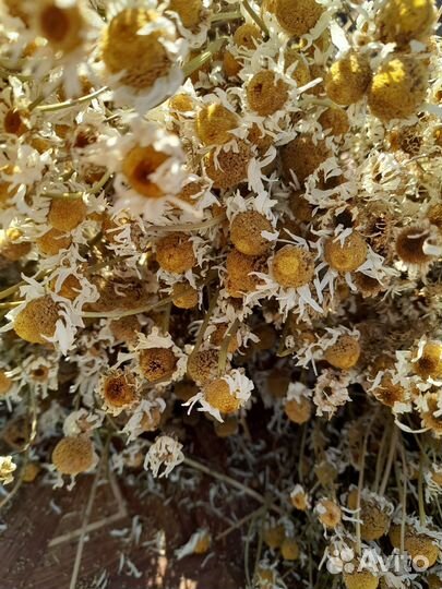 Ромашка сушеная