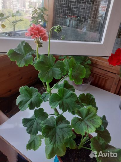 Герань пеларгония