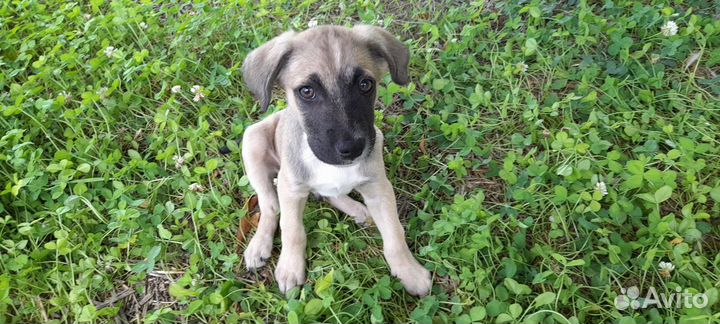 Щенки. Помесь восточноевропейской овчарки