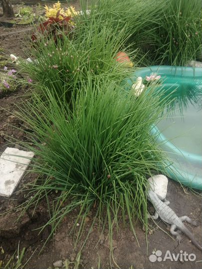 Яснотка, бадан, декоративный лук