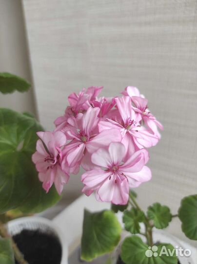 Герань и фиалка