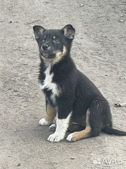 Щенок в добрые руки бесплатно