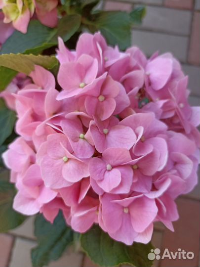 Гортензия крупнолистная