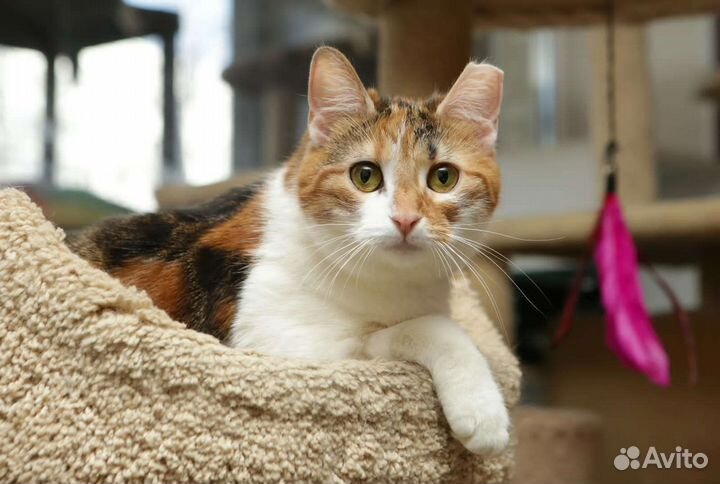 Кошка в дар