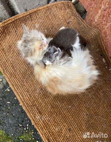 Кошка и котята помогите