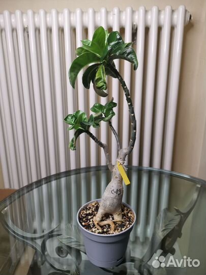 Адениум взрослый