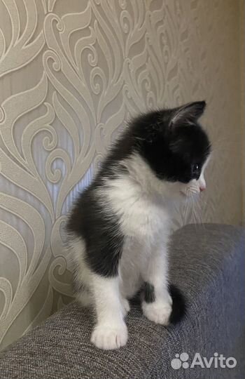 Котик 2 месяца