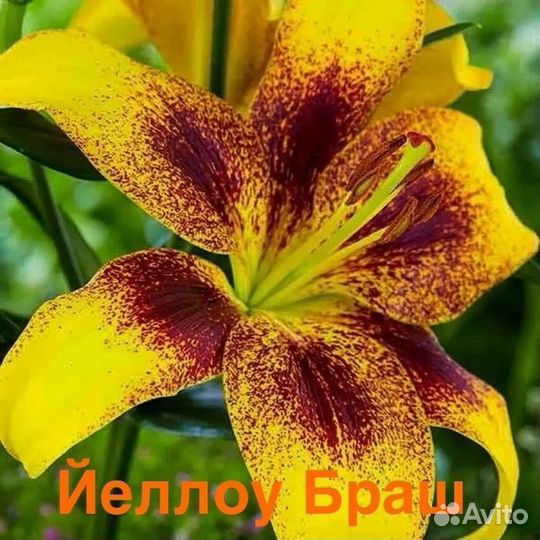 Цветы лилии