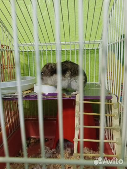 Джунгарский хомяк с клеткой