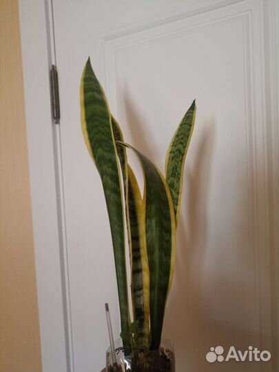 Сансевиерия, Лауренти