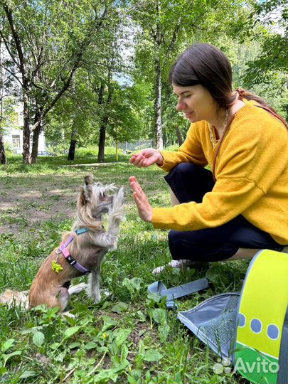 Зоопсихолог (кинолог+фелинолог), дрессировка собак