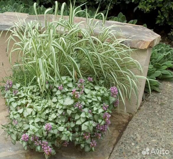 Многолетник. Яснотка