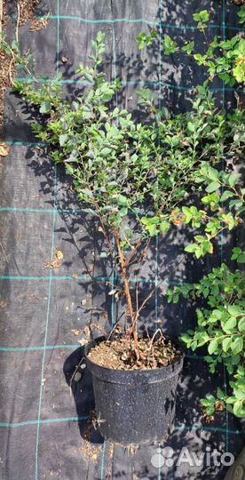 Спирея вангутта