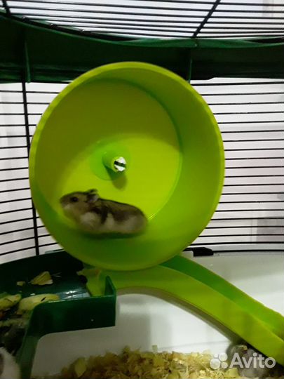 Джунгарский хомяк