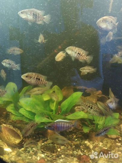 Аквариум.Рыба, цихлозома бриллиантовая, алуокара