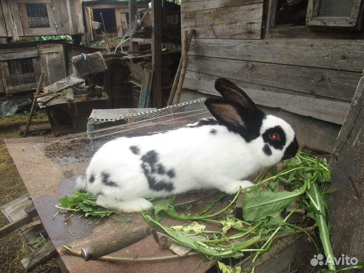 Продам кроликов и мясо кроликов