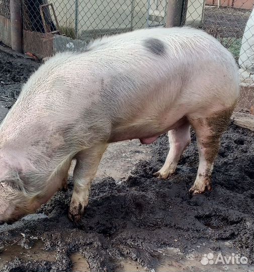 Хряк на племя ландрас-петрен