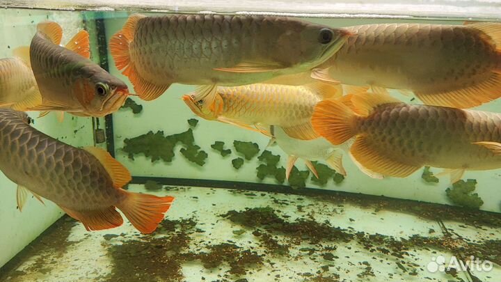 Арована супер ред 35-40см