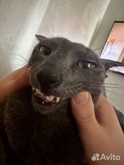 Ориентальный кот