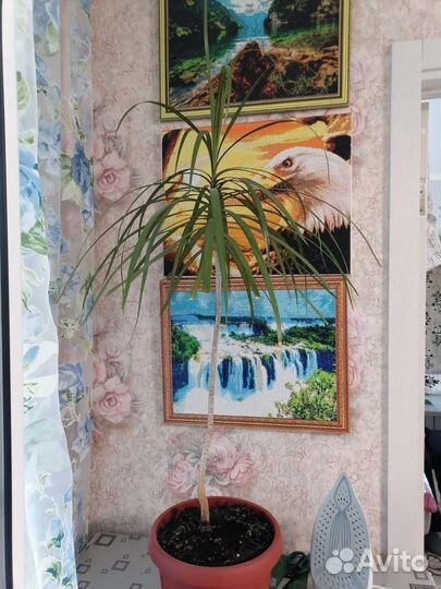 Комнатные растения