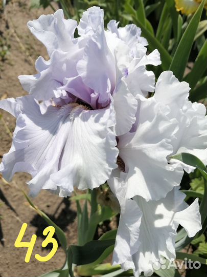 Многолетний Ирис