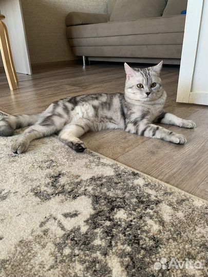 Шотландский кот вязка