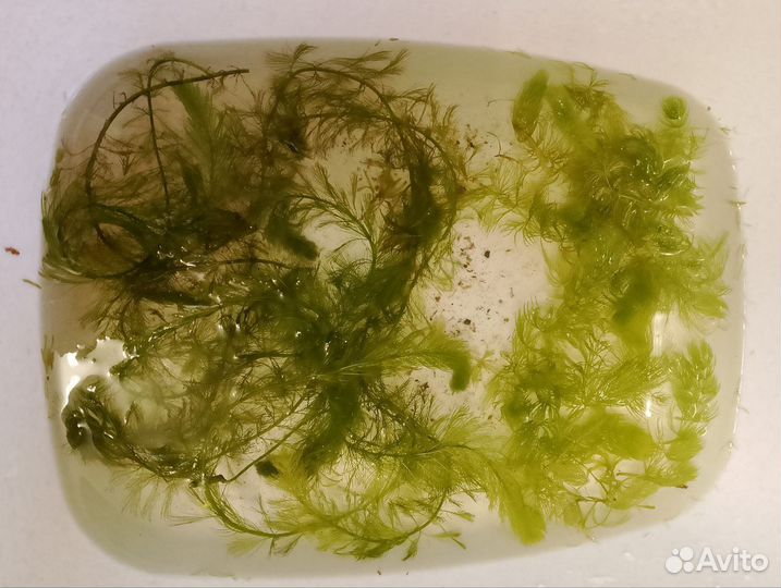 Аквариумное растение