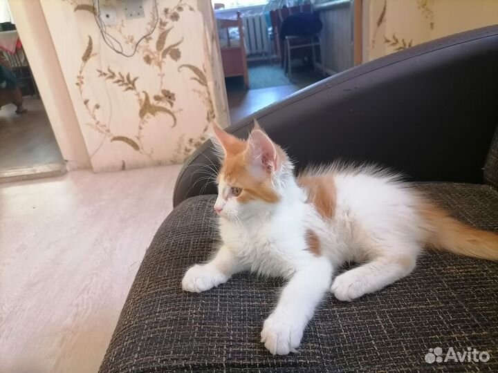 Котята мейн-кун