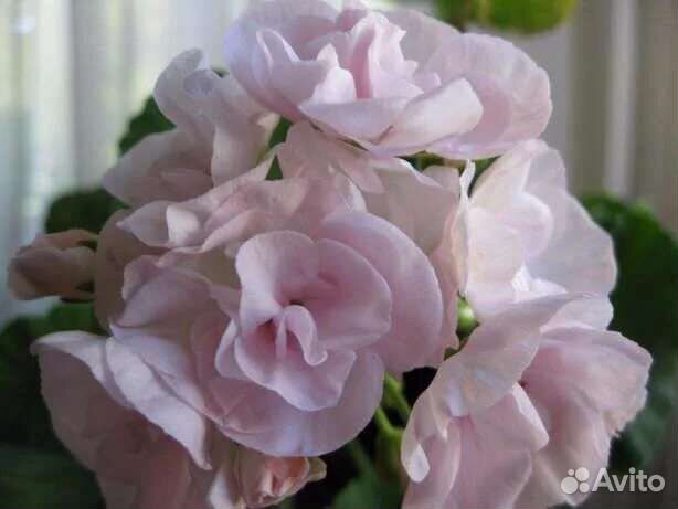 Пеларгонии сортовые