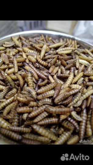 Личинка черной львинки(Сушёная)для кур,рыб,уток