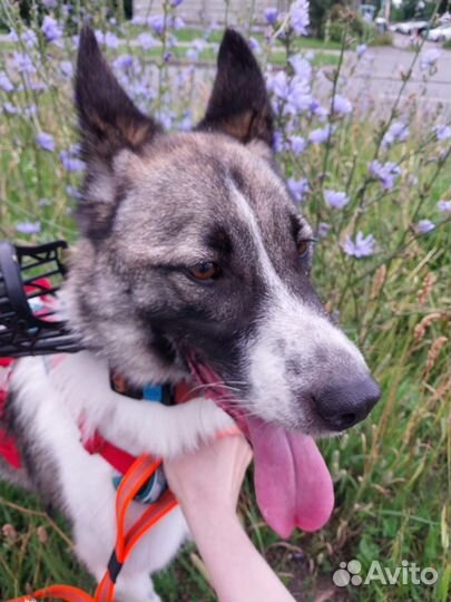 Домашний пёс попал в беду